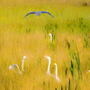 Bird_1_640_72_thumb