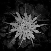 100_2033_b_wflower_low_res_card