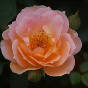 Dsc_6601_card