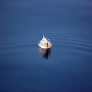 Dsc_0026feather_on_water_card