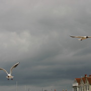 Picture_143_card
