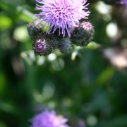 Picture_052_card