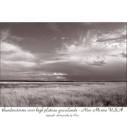 Grasslands_card