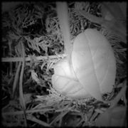 Ph080508-1_card