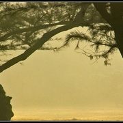 Dancing-in-the-wind-copy_card
