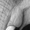 Gentlegiant_thumb