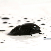 Goutte-noir-dense_card