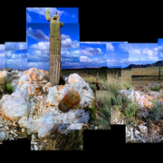 Rockrooted_cacti_card