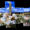 Rockrooted_cacti_thumb