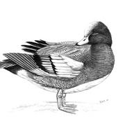 Canard_siffleur_card