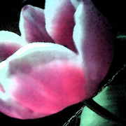 Blum_card