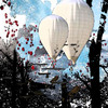 Balloon_forest_thumb