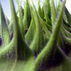 Dream_field_thumb