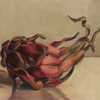 Dragon_fruit_web_thumb