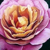 P1000241rose_2_dpi300_new_for_cards_thumb