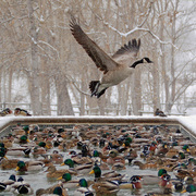Dsc_0102_edited-1fowl_soup_card