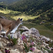 High_and_wild_2_card