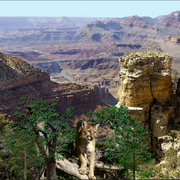 967-cougar_canyon_vista_card