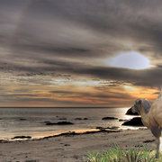 968-the_old_camel___the_sea_card