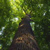 Canopywork_2_thumb