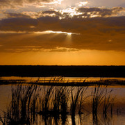 Evergladeseveningwork_4_card