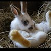 Bunni_by_datanotfound_thumb
