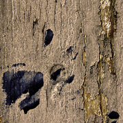 Wood__card
