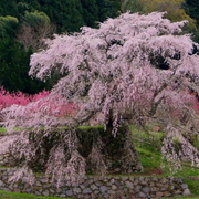 A又兵衛桜８_card