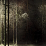Forest_1024_card