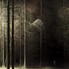 Forest_1024_thumb