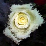Whiterose_l_card