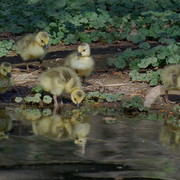 Dsc_0052_edited-1baby_geese_card