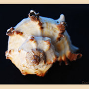 Framed-shell_card