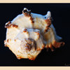 Framed-shell_thumb