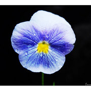 Framed-pansy_card
