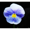 Framed-pansy_thumb