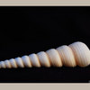 Framed-shell-_2_thumb