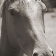 Horse_card