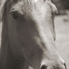 Horse_thumb
