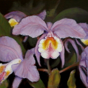 Orchids__1_card