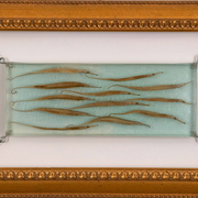 Sea_dragons_card