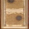 Purple_urchins_thumb