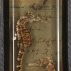 Seahorse_px_thumb