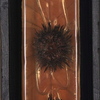 Orange_urchins_thumb