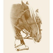 Bridledhorses-sepia_card
