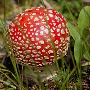 Mushroom_card