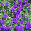 100_5411_thumb