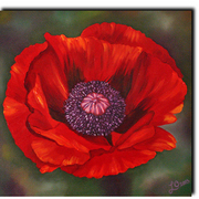 Poppy_card