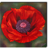 Poppy_thumb