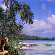 972-tropical_cat_card